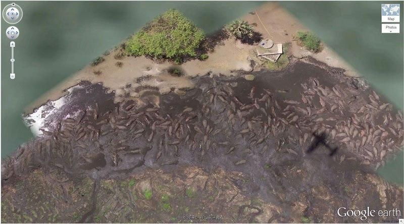 Hippo Pool