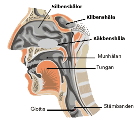 گلو به سوئدی strupe